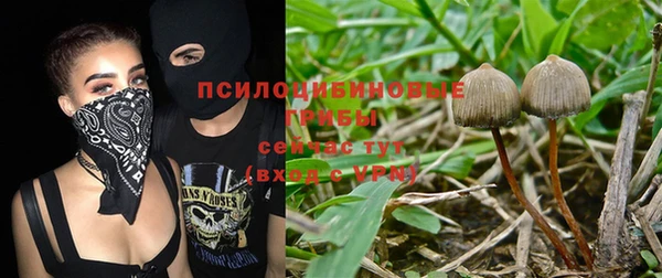 apvp Алзамай
